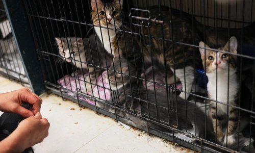 House cats with bird flu could pose a risk to public health