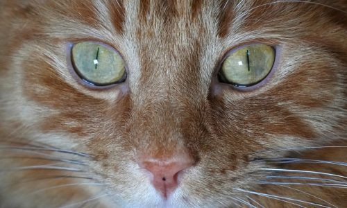 Cats won’t be banned in Scotland, the government confirms