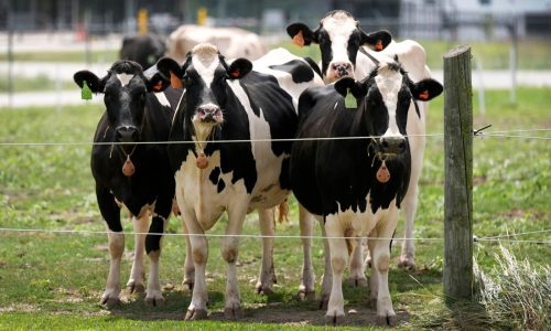 Second type of bird flu detected in US dairy cows