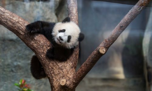 PHOTOS: 6-month-old twin panda cubs climb and sleep at their debut in Hong Kong