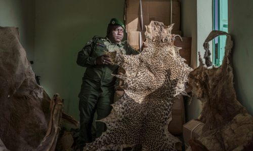 Mystical beliefs fuel Senegal’s illegal big cat trade and threaten lion’s survival in West Africa