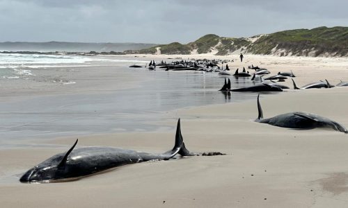 Experts give up hope for 157 false killer whales stranded on a beach in Australia’s Tasmania state
