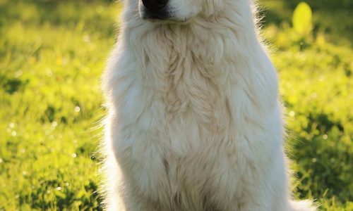Problem returns for White Swiss Shepherd