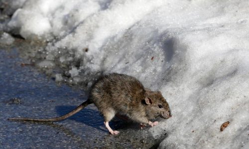 Rats! More rodents are infesting cities as scientists say warmer temperatures mean more rat babies