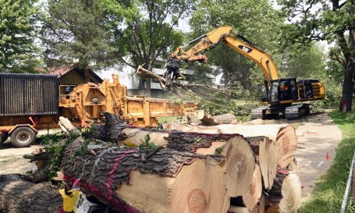 St. Paul City Council considers one-for-one tree replacement mandate