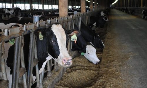 Minnesota A.G. charges central Minnesota dairy owner for cheating workers