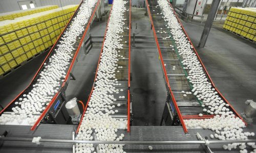 Egg prices could jump another 41% this year, USDA says, as Trump’s bird flu plan unveiled