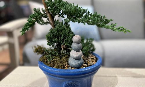 Be patient and don’t be intimidated by growing a bonsai