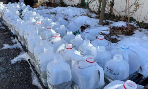 Winter sowing in upcycled containers creates stronger seedlings in spring