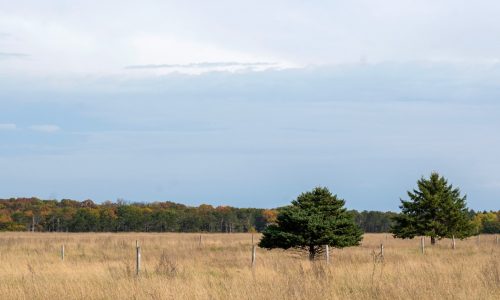 New Keystone Woods WMA is already popular with birders. What else should happen there?