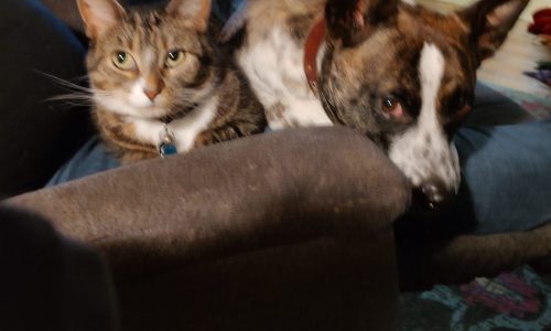 A cat called Luna Pontoon, and other pets we featured in our January newsletter