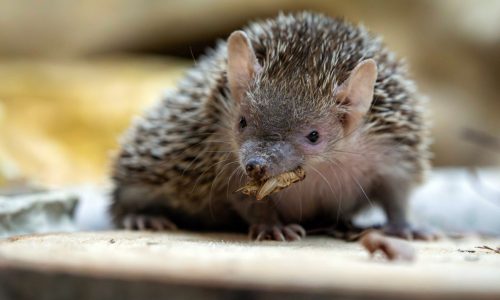Name a Bug fundraiser turns political — and profitable — for the Minnesota Zoo