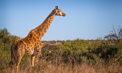 Heading out on a South African safari, then looking for wine and penguins