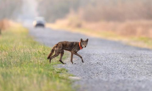 A North Carolina wildlife crossing will save people. Can it save the last wild red wolves too?