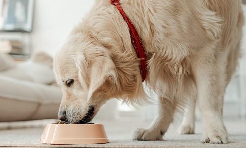 Best dog food for weight management