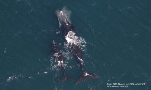 First right whale mom and calf of the season spotted in Cape Cod Bay: ‘Hope for the species’