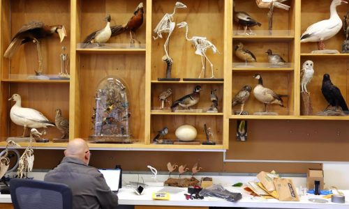 Smoke detectors in the sky: Will wildfire affect bird behavior?