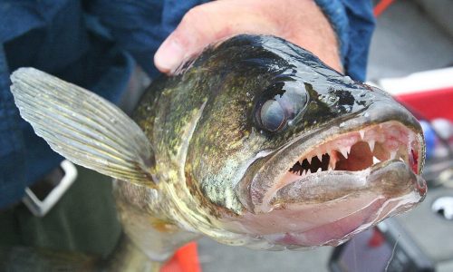 MN DNR sets 2-walleye limit on Mille Lacs for open water season