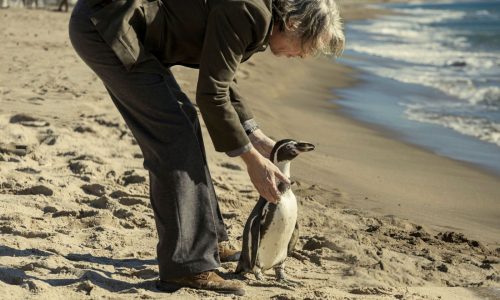 Steve Coogan OK being upstaged by costar in ‘The Penguin Lessons’