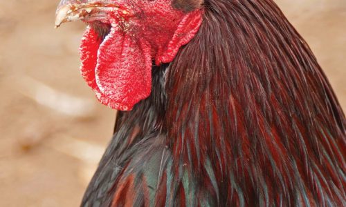 How worried should I be about bird flu?