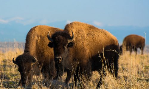 Go wild about viewing animals in their natural settings