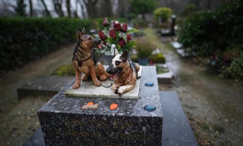 Losing a pet can cut deeper than many people realize. Here’s how friends can help