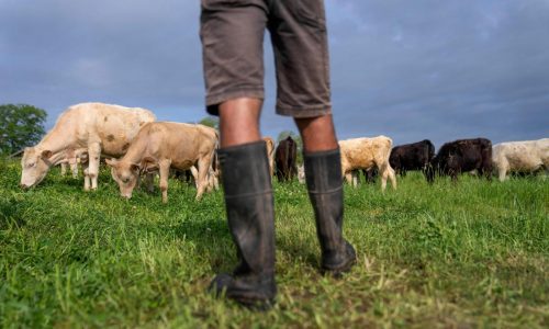 Eat grass-fed beef, help the planet? Research says not so simple