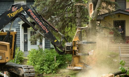 St. Paul: Tree preservation ordinance on hold for 6 months