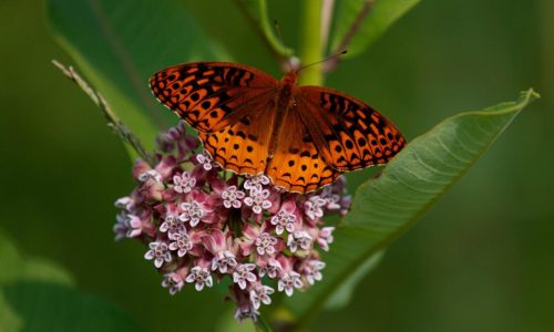 First national analysis finds America’s butterflies are disappearing at ‘catastrophic’ rate