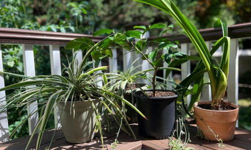 After a long winter, send your houseplants on a summer vacation