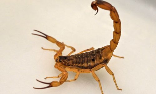 Scorpion at Boston Logan International Airport reportedly stings woman: Mass State Police