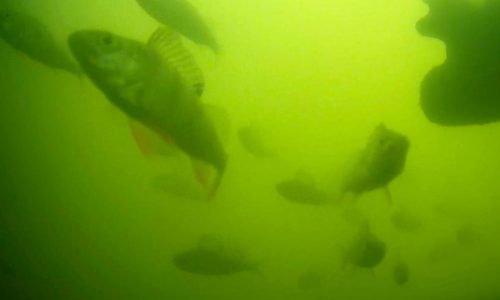 Quirky livestream that lets viewers help fish is a hit with millions