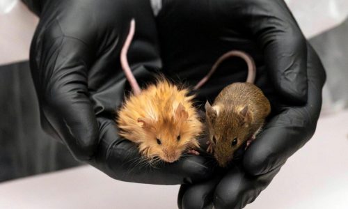 Scientists genetically engineer mice with thick hair like the extinct woolly mammoth