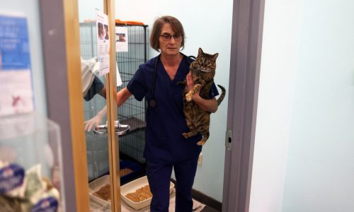 Your questions about cats and bird flu risk, answered