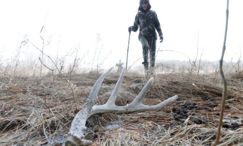 Hunting for shed antlers an anticipated rite of spring for members of N.D. family