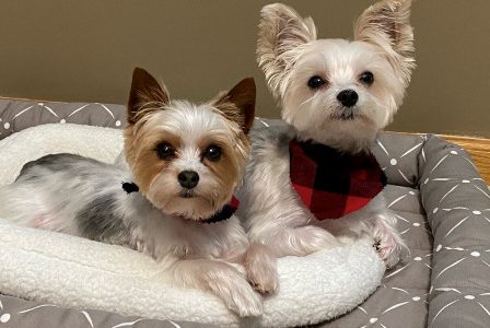 Pets featured in the Morning Report in February