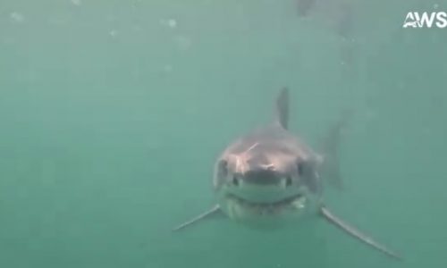 100-plus sharks tagged off Cape Cod were detected along Maine: ‘White sharks that visit Cape Cod travel well beyond these waters’