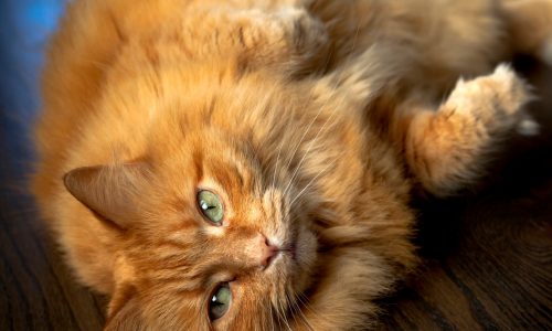 16-year-old cat is feeling her age