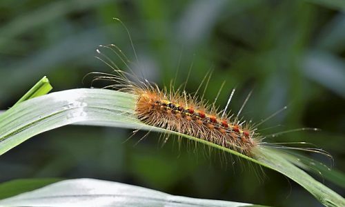 Without federal funding, Minnesota cancels treatments for invasive moths