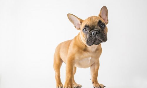 What is causing dog’s head tilt?