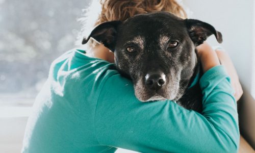 Miller: Longevity drug for dogs may be on horizon