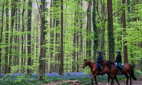 Bluebells and other spring flowers can be nature’s antidote to stressful times