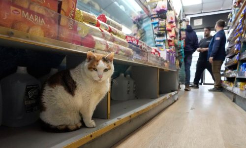Bodega cats make New Yorkers’ hearts purr, even if they violate state regulations
