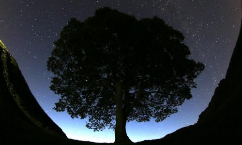 Grainy video in UK trial shows Sycamore Gap tree’s last stand