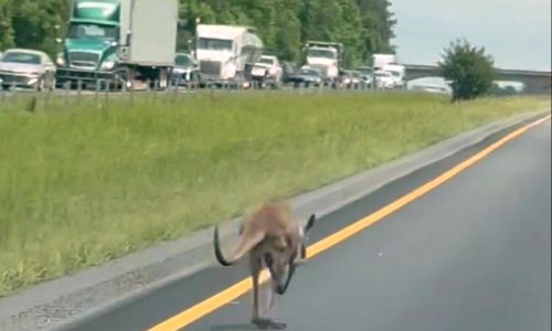 Runaway kangaroo named Sheila shuts down Alabama interstate