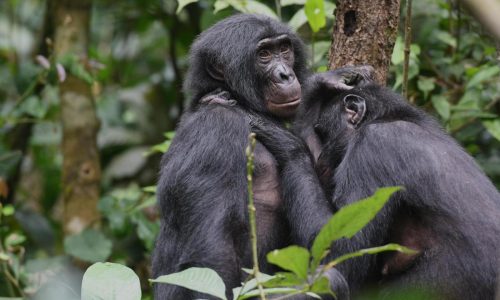 Bonobos in Congo form girl groups to fend off male aggression, study says