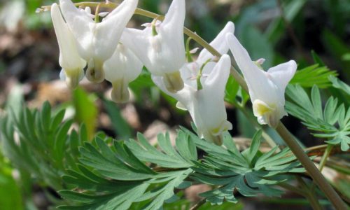 10 native spring ephemerals that bring early color to the garden