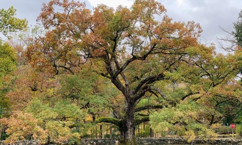 Oaks excel at supporting the food web (including us). Arbor Day’s a good time to plant one