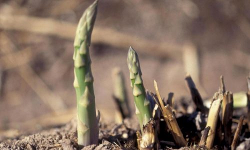 Asparagus in the garden takes its time but is worth the wait