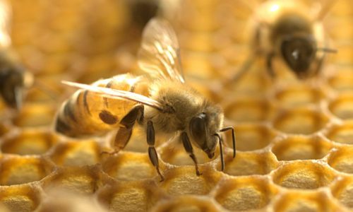 David Fickling: Dead bees are a symptom of modern farming